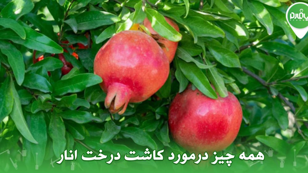 همه چیز درمورد کاشت درخت انار