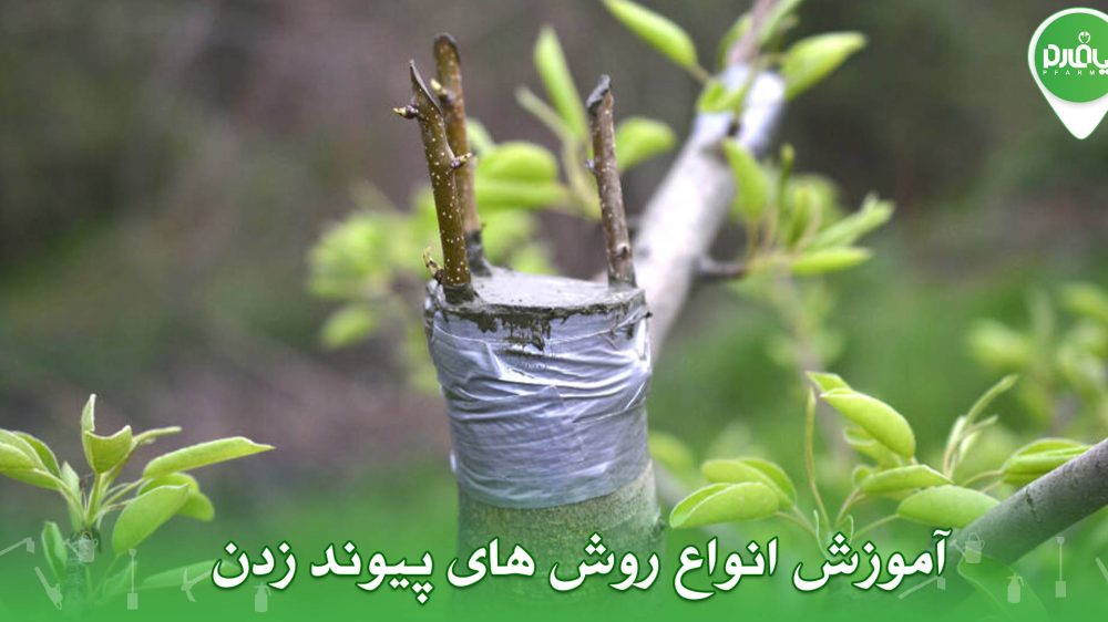 آموزش انواع روش های پیوند زدن