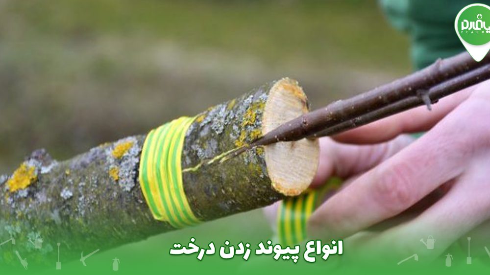 انواع پیوند زدن درخت