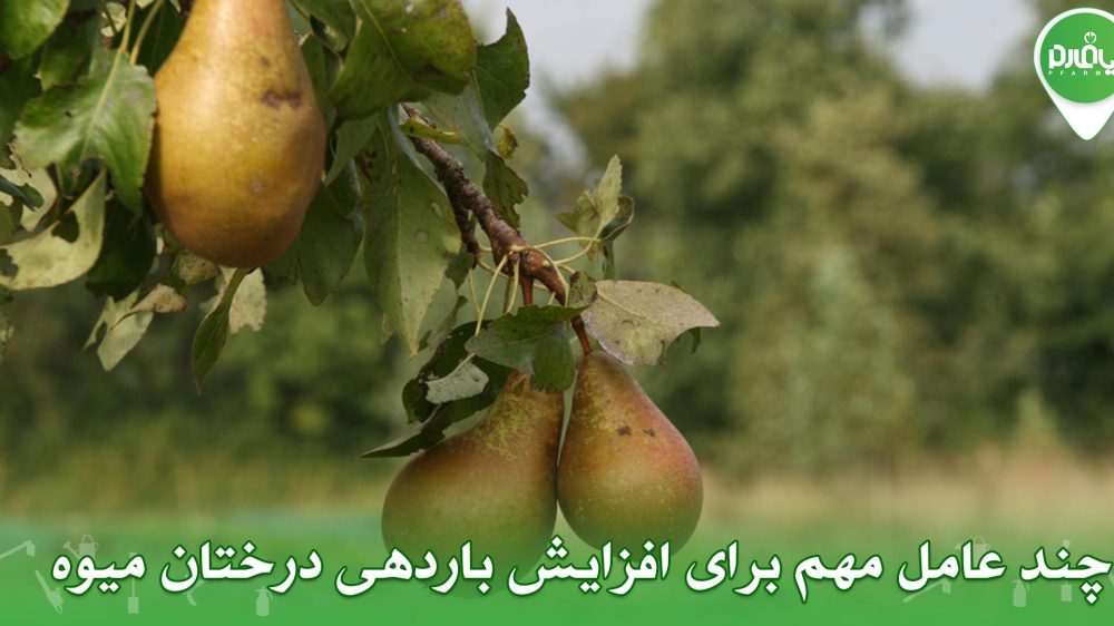 چند عامل مهم برای افزایش باردهی درختان میوه