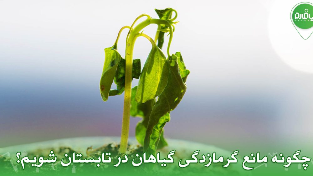 چگونه مانع گرمازدگی گیاهان در تابستان شویم؟