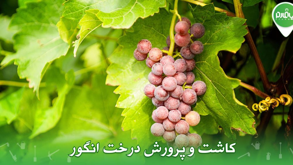 کاشت و پرورش درخت انگور
