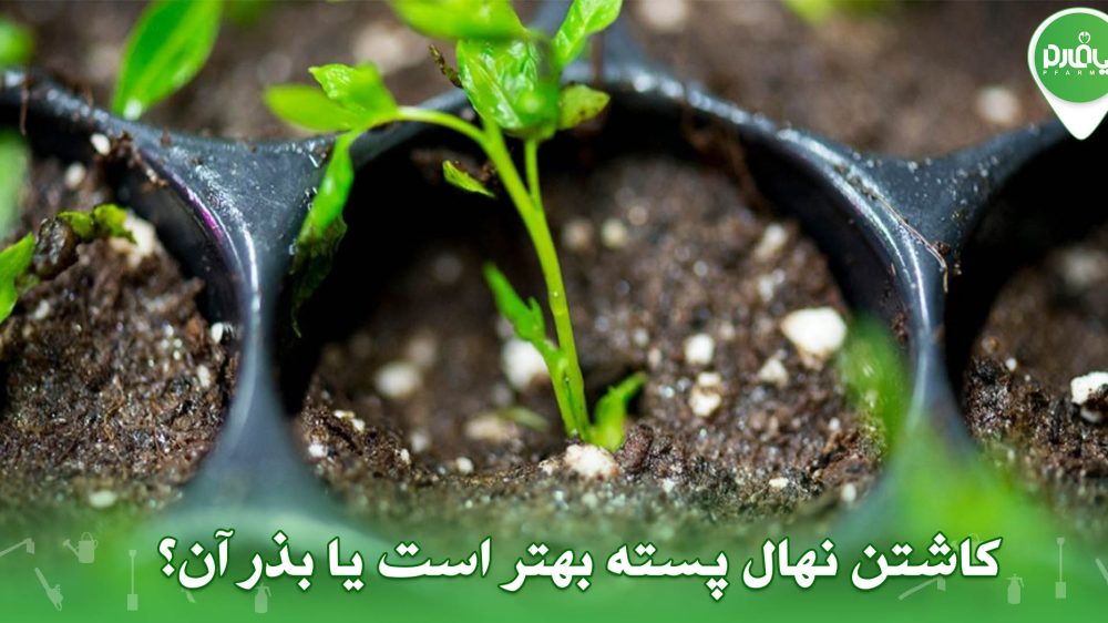 کاشتن نهال پسته بهتر است یا بذر آن؟