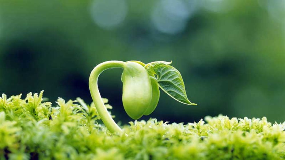 کشاورز موفق چه کاری انجام می دهد؟