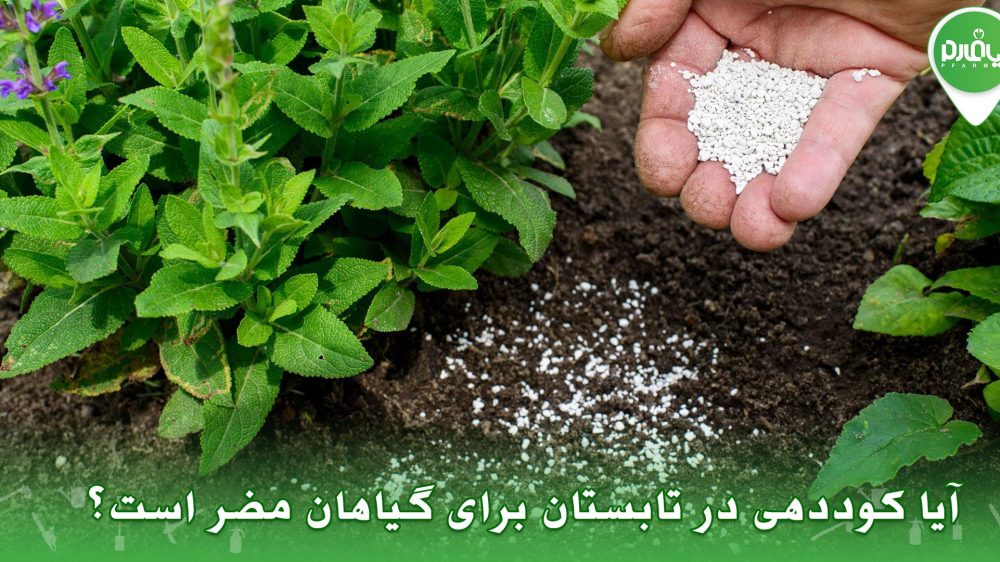 آیا کوددهی در تابستان برای گیاهان مضر است؟