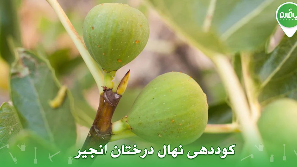 کوددهی نهال درختان انجیر