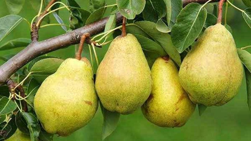 هرس درخت گلابی