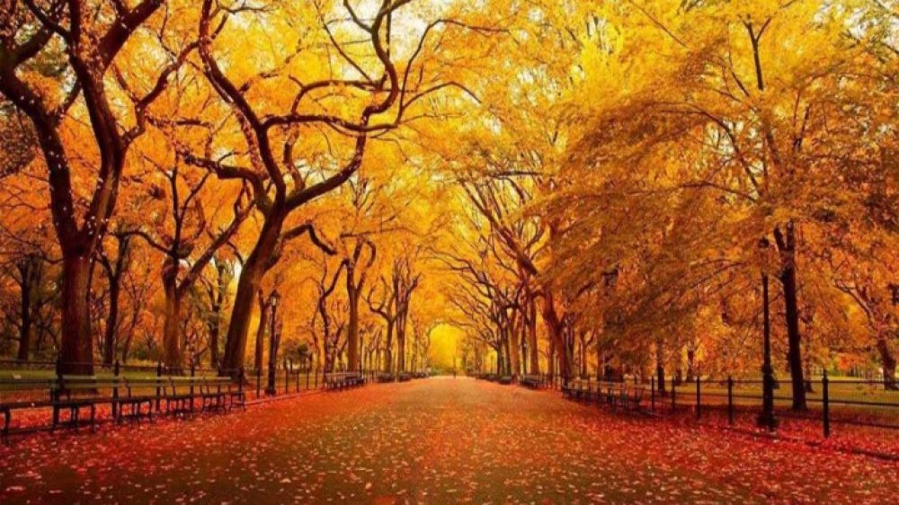 ۵۶-فصل-پاییز-1138x493